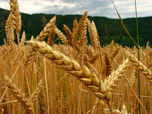 nutricionista-madrid-gluten