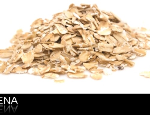 La avena (Avena sativa)